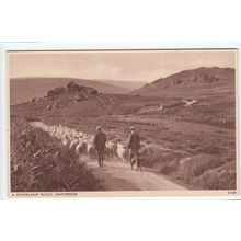 Sheep on a Moorland Road Dartmoor Devon Postcard 5189