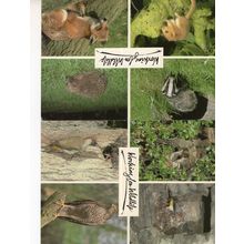 Shropshire Wildlife Park 8x Animal 2x Postcard s