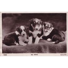 We Three Family Of Dogs R&K Real Photo Antique Dog Postcard