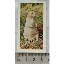 1958 Horniman's Tea card Wild animals No. 18 Prairie Marmot