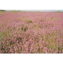 Dunwich Heath Suffolk Bell Heather Postcard