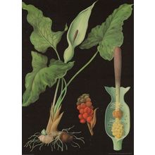 Wild Arum Flower Old School College Wall Chart Education Postcard