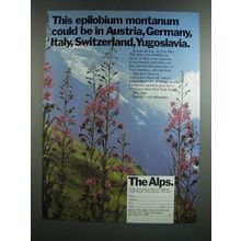 1986 The Alpine Tourist Commission Ad - This Epilobium Montanum