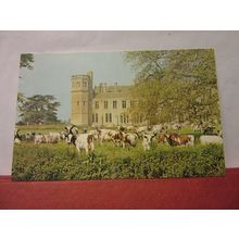 AYRSHIRE COWS AT LACOCK ABBEY, WILTSHIRE.vintage .unused postcard /