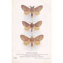 Hypotrabala Horridula Lasiocampidae Rhodesia African Exotic Moths Postcard