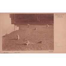 East Java Monkeys Antique Postcard