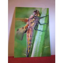 FOUR-SPOTTED CHASER DRAGONFLY unused postcard =