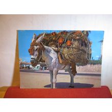 MONTURA DEL BOTIJERO ANDALUZ, SPAIN used vintage postcard =