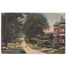 A Hertfordshire Lane Caddington Common Markyate Postcard 1910 Publisher E Mott