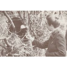 Princess Anne at Marwell Zoo Opening Red Ruffed Lemur Postcard