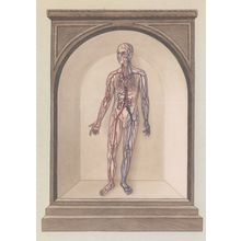 Blood Circulatory Systemic System Human Biology Anatomy Morbid Postcard