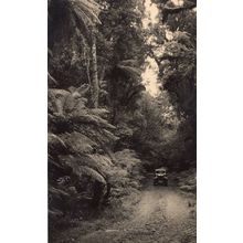 Classic Car in New Zealand Rain Forest Antique Real Photo Postcard