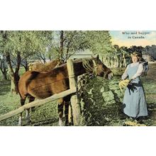 Who Said Supper In Canada Antique Comic Horse Animal Postcard