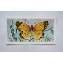 1958 Swettenham tea card Butterflies & Moths No. 18 Clouded Yellow