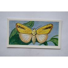 1958 Swettenham tea card Butterflies & Moths No. 15 Xanthodes Graellsii