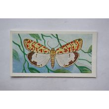 1958 Swettenham tea card Butterflies & Moths No. 13 Crimson Speckled Footman