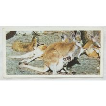 Lyons Tea card Australia No. 17 Kangaroo