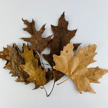 Giant Oak & Maple Tree Dried Leaves 7 Piece Craft Lot