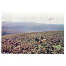 EXMOOR PONIES, EXMOOR SOMERSET used vintage postcard J Arthur Dixon 1972 pm =