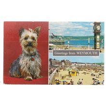 multiview, WEYMOUTH, DORSET. used postcard by Constance 1984 pm small dog =