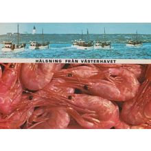 Norwegian Halsning Fran Vasterhavet Ship Boat Norway Fishing Trawler Postcard
