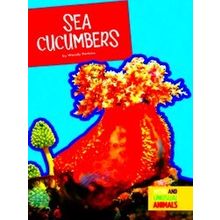 Weird And Unusual Animals Sea Cucumbers