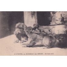 Algeria A L'Hotel Du Ruisseu Des Singes Monkeys Antique Postcard
