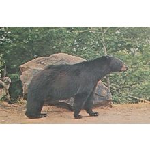 Black Bear Smoky Mountains National Park USA Postcard