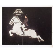 Capriole Spanish Riding School Of Vienna Postcard