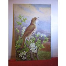 MISTLE THRUSH by George Rankin unused postcard by J Salmon birds animals =