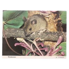 WOODMOUSE used postcard 1982 WEYBRIDGE postmark =