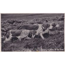 Pointers At Work Hunting Scent Dog Blood Sports WW1 Real Photo Old Postcard