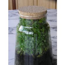 Terrarium Indoor Tropical House Plant in Vessel Pot no bonsai tree cactus flower