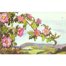 Art SWEET BRIAR. ROSA (Medici 1459)