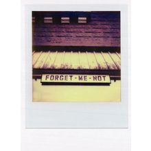 Old Forget Me Not Flower Sign Award Analog Photo Postcard