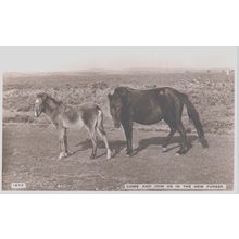 New Forest Ponies Come And Join Us In The New Forest Hampshire Postcard (QHAM199