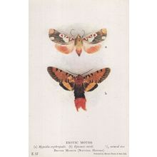 Exotic Moths Epicausis Smithi British Museum Old Postcard