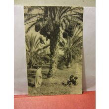 COLLECTING THE DATES, EGYPT unused vintage postcard