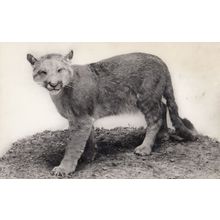 Puma Cougar Natural History Museum Vintage Real Photo Postcard