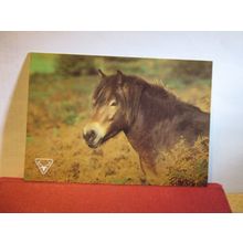 EXMOOR PONY Somerset unused postcard. Exmoor National Park =