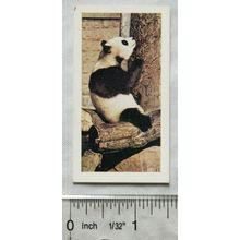 1958 Horniman's Tea card Wild animals No. 28 Giant Panda