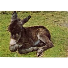Postcard Baby Donkey