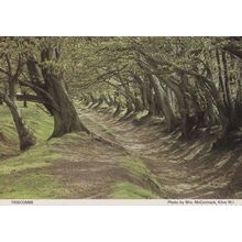 Triscombe Somerset Spooky Twisted Woods Path Postcard