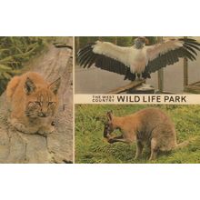 West Country Wild Life Park Zoo Cat Bird Somerset Postcard