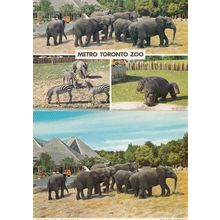 Elephants Zebra Hippo at Metro Toronto Zoo Canadian 2x Postcard s
