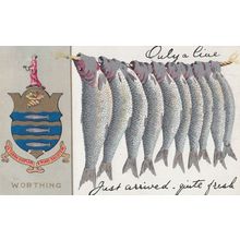 Sussex Only A Line Fishing Worthing Antique Heraldry Shield Postcard