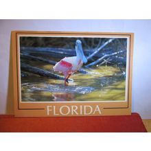 ROSEATE SPOON BILL BIRD, THE EVERGLADES, FLORIDA, USA unused postcard #