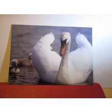 MUTE SWAN WITH CYGNETS. .unused postcard by RSPCA animals birds =