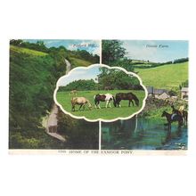 HOME OF THE EXMOOR PONY unused vintage postcard Porlock Hill, Doone Farm =
