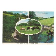 HOME OF THE EXMOOR PONY unused vintage postcard Porlock Hill, Doone Farm #